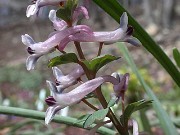 C. triternata