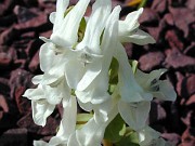 C. vittae