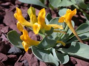 Corydalis aitchinsonii 0007