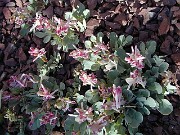 Corydalis ledebouriana 0007