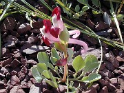 Corydalis popovii 0004