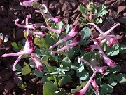 Corydalis popovii 0006