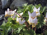 Dicentra cuccularia 0009