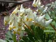 Dicentra cuccularia 0017