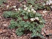 Dicentra cuccularia 0022