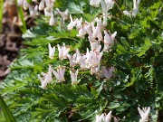 Dicentra cuccularia 20110013