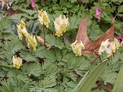 Dicentra cuccularia 20180409 0001