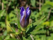 Gentiana sp. 20250909 0002