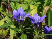 Gentiana sp. 20250909 0003