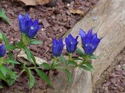 Gentiana