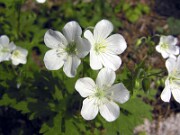 Geranium