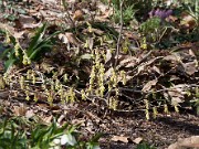 Corylopsis Gold Spring 20110001