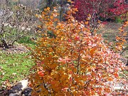 Fothergilla gardenii 0001