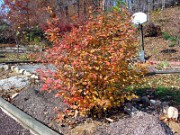 Fothergilla gardenii 0002