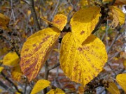 Fothergilla gardenii 0005