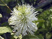 Fothergilla gardenii Blue Mist 0004