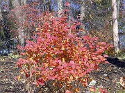 Fothergilla major 0002