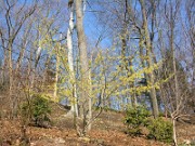 Hamamelis Pallida 0003