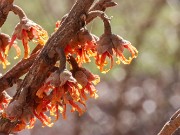 Hamamelis Quasimodo 20240204 0003