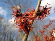 Hamamelis x intermedia Diane 0002