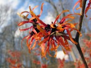 Hamamelis x intermedia Diane 0003