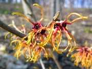 Hamamelis x intermedia Jelena 0002