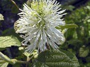 Fothergilla