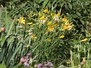 Hemerocallis