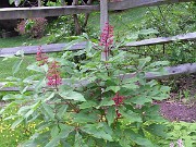 Aesculus pavia 0002