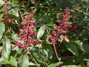 Aesculus pavia 0004