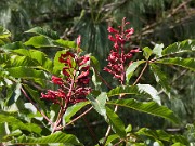 Aesculus pavia 20100001