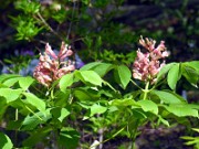 Aesculus sylvatica 0003