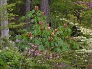 Aesculus sylvatica 20100001