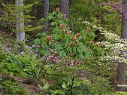 Aesculus sylvatica 20100002