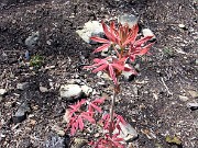 Aesculus x neglecta Erythroblastos 0001