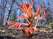 Aesculus x neglecta Erythroblastos 0002