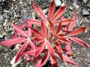 Aesculus x neglecta Erythroblastos 0003