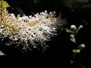 Aesculus_parviflora_Rogers_0002