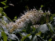 Aesculus_parviflora_Rogers_0003