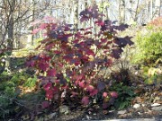 Hydrangea quercifolia fall color 0023