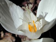 Crocus banaticus albus 0008