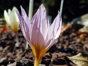 Crocus hadriaticus ssp. hadriaticus forma lilacinus 0002