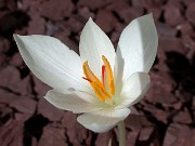 Crocus hadriaticus ssp. parnassicus 0007