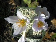 Crocus hadriaticus ssp. parnassicus MH 0003