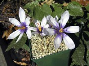 Crocus mathewii 1002