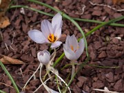 Crocus mathewii 20110003