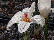 Crocus matthewii 20251015 0002
