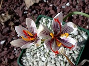 Crocus moabiticus 0001