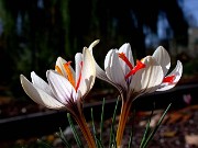 Crocus moabiticus 0005