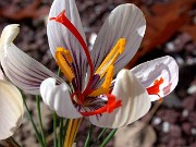 Crocus moabiticus 0011